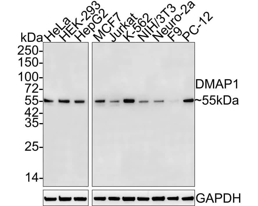 Western blot analysis on different lysates with NBP3-32271 at 1/1,000 dilution. Lane 1: HeLa cell lysate Lane 2: HEK-293 cell lysate Lane 3: HepG2 cell lysate Lane 4: MCF7 cell lysate Lane 5: Jurkat cell lysate Lane 6: K-562 cell lysate Lane 7: NIH/3T3 cell lysate Lane 8: Neuro-2a cell lysate Lane 9: F9 cell lysate Lane 10: PC-12 cell lysate Lysates/proteins at 20 µg/Lane. Predicted band size: 53 kDa Observed band size: 55 kDa Exposure time: 2 minutes; 4-20% SDS-PAGE gel. Proteins were transferred to a PVDF membrane and blocked with 5% NFDM/TBST for 1 hour at room temperature. NBP3-32271 at 1/1,000 dilution was used in 5% NFDM/TBST at 4℃ overnight. Goat Anti-Rabbit IgG [HRP] Secondary Antibody at 1/50,000 dilution was used for 1 hour at room temperature.