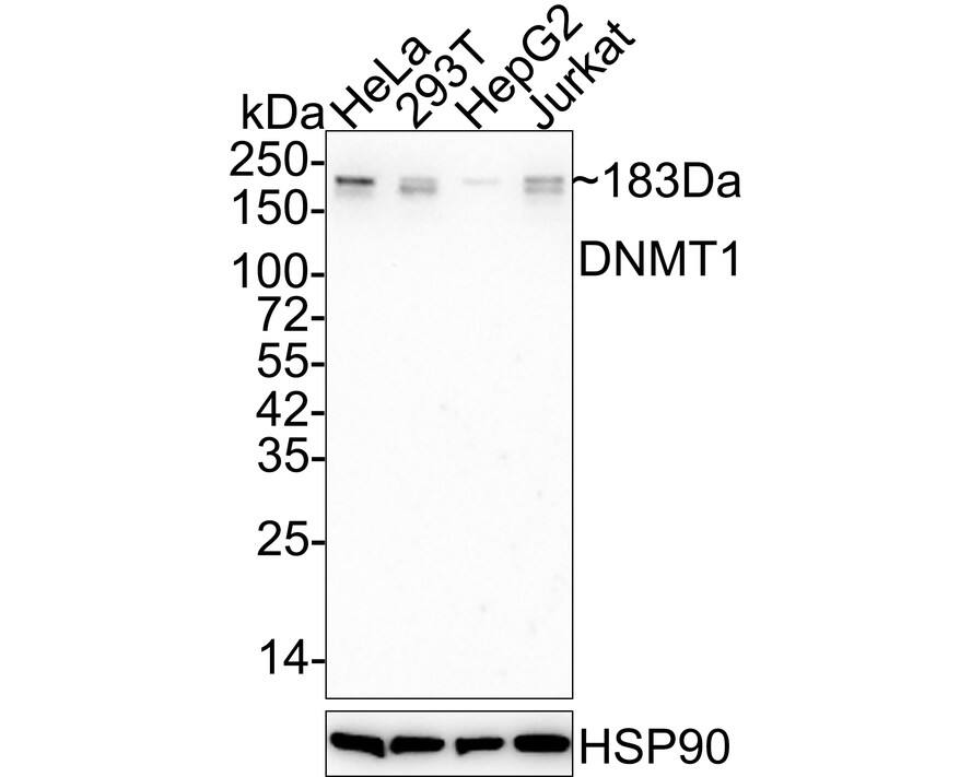 Western blot analysis on different lysates with NBP3-32274 at 1/1,000 dilution. Lane 1: HeLa cell lysate, 20 µg/Lane Lane 2: 293T cell lysate, 20 µg/Lane Lane 3: HepG2 cell lysate, 20 µg/Lane Lane 4: Jurkat cell lysate, 20 µg/Lane Predicted band size: 183 kDa Observed band size: 183 kDa Exposure time: 3 minutes; 4-20% SDS-PAGE gel. Proteins were transferred to a PVDF membrane and blocked with 5% NFDM/TBST for 1 hour at room temperature. NBP3-32274 at 1/1,000 dilution was used in 5% NFDM/TBST at 4℃ overnight. Goat anti-Mouse IgG [HRP] at 1/50,000 dilution was used for 1 hour at room temperature.