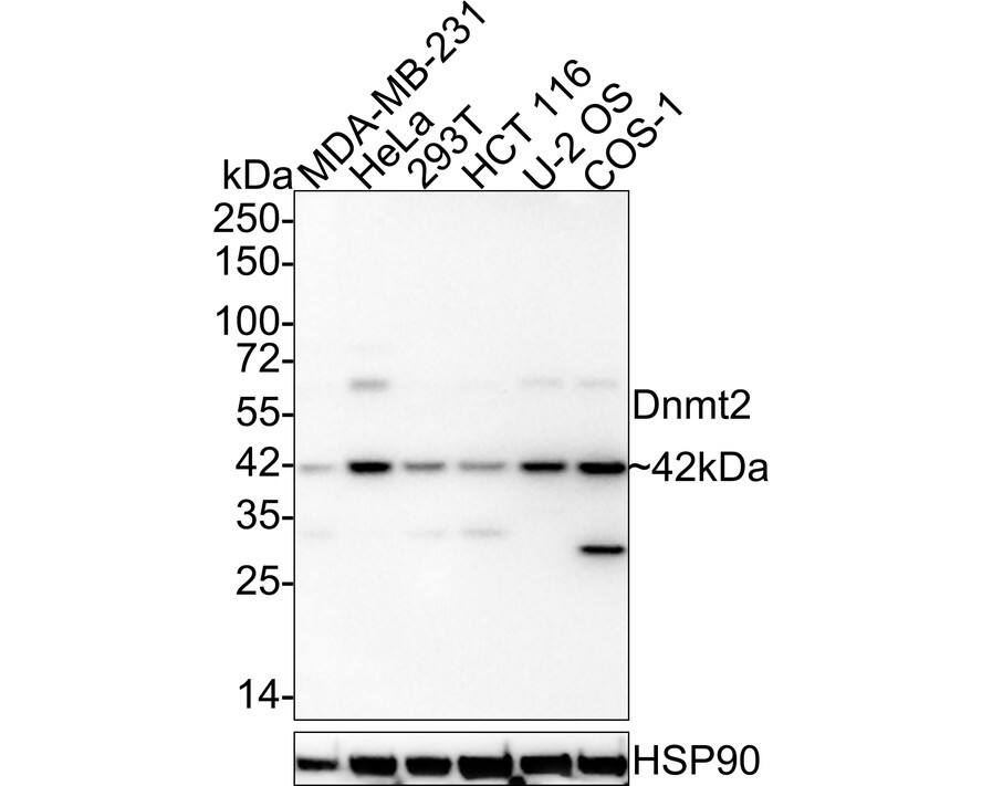 Western blot analysis on different lysates with NBP3-32275 at 1/2,000 dilution. Lane 1: MDA-MB-231 cell lysate Lane 2: HeLa cell lysate Lane 3: 293T cell lysate Lane 4: HCT 116 cell lysate Lane 5: U-2 OS cell lysate Lane 6: COS-1 cell lysate Lysates/proteins at 30 µg/Lane. Predicted band size: 45 kDa Observed band size: 42 kDa Exposure time: 3 minutes;  4-20% SDS-PAGE gel. Proteins were transferred to a PVDF membrane and blocked with 5% NFDM/TBST for 1 hour at room temperature. NBP3-32275 at 1/2,000 dilution was used in 5% NFDM/TBST at 4℃ overnight. Goat Anti-Rabbit IgG [HRP] Secondary Antibody at 1/50,000 dilution was used for 1 hour at room temperature.