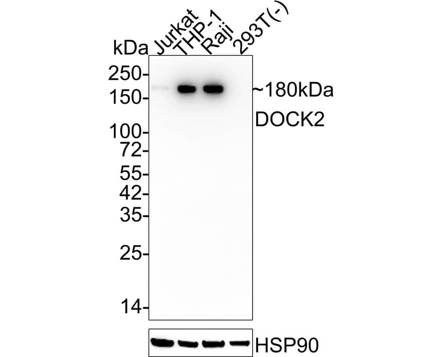 Western blot analysis on different lysates with NBP3-32276 at 1/2,000 dilution. Lane 1: Jurkat cell lysate Lane 2: THP-1 cell lysate Lane 3: Raji cell lysate Lane 4: 293T cell lysate (negative) Lysates/proteins at 20 µg/Lane. Predicted band size: 212 kDa Observed band size: 180 kDa Exposure time: 3 minutes; 4-20% SDS-PAGE gel. Proteins were transferred to a PVDF membrane and blocked with 5% NFDM/TBST for 1 hour at room temperature. NBP3-32276 at 1/2,000 dilution was used in 5% NFDM/TBST at 4℃ overnight. Goat Anti-Rabbit IgG [HRP] Secondary Antibody at 1/50,000 dilution was used for 1 hour at room temperature.