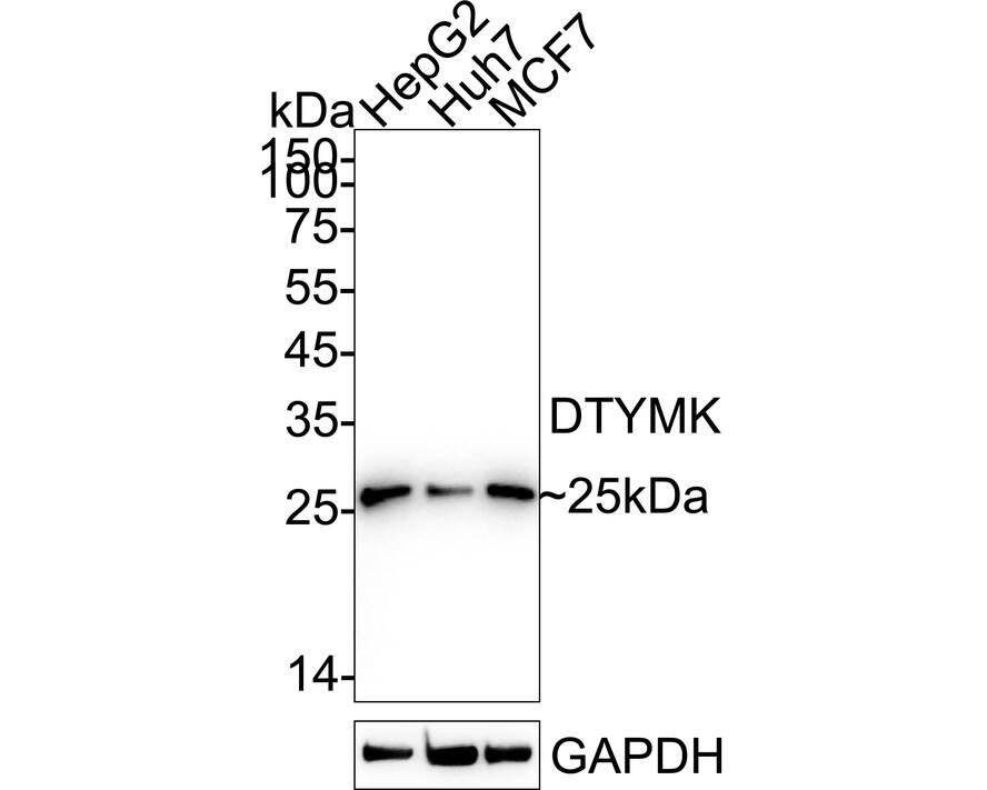 Western blot analysis on different lysates with NBP3-32280 at 1/1,000 dilution. Lane 1: HepG2 cell lysate Lane 2: Huh7 cell lysate Lane 3: MCF7 cell lysate Lysates/proteins at 20 µg/Lane. Predicted band size: 24 kDa Observed band size: 25 kDa Exposure time: 20 seconds;  4-20% SDS-PAGE gel. Proteins were transferred to a PVDF membrane and blocked with 5% NFDM/TBST for 1 hour at room temperature. NBP3-32280 at 1/1,000 dilution was used in 5% NFDM/TBST at 4℃ overnight. Goat Anti-Rabbit IgG [HRP] Secondary Antibody at 1/50,000 dilution was used for 1 hour at room temperature.