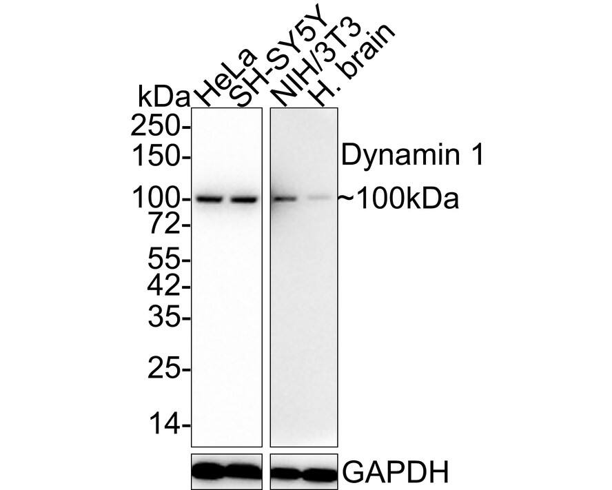 Western blot analysis on different lysates with NBP3-32283 at 1/1,000 dilution. Lane 1: HeLa cell lysate (20 µg/Lane) Lane 2: SH-SY5Y cell lysate (20 µg/Lane) Lane 3: NIH/3T3 cell lysate (20 µg/Lane) Lane 4: Human brain tissue lysate (40 µg/Lane) Predicted band size: 97 kDa Observed band size: 100 kDa Exposure time: Lane 1-2: 17 seconds; Lane 3-4: 1 minute 46 seconds; 4-20% SDS-PAGE gel. Proteins were transferred to a PVDF membrane and blocked with 5% NFDM/TBST for 1 hour at room temperature. NBP3-32283 at 1/1,000 dilution was used in 5% NFDM/TBST at 4℃ overnight. Goat anti-Mouse IgG [HRP] at 1/50,000 dilution was used for 1 hour at room temperature.