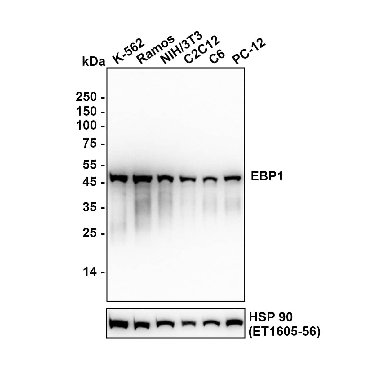 Western blot analysis on different lysates with NBP3-32288 at 1/5,000 dilution. Lane 1: K-562 (Human chronic myelogenous leukemia cell) cell lysate Lane 2: Ramos (Human Burkitt's lymphoma cell) cell lysate Lane 3: NIH/3T3 (Mouse fibroblast) cell lysate Lane 4: C2C12 (Mouse myoblast) cell lysate Lane 5: C6 (Rat glioma cell) cell lysate Lane 6: PC-12 (Rat pheochromocytoma cell (undifferentiated)) cell lysate Lysates/proteins at 15 µg/Lane. Exposure time: 12 seconds Blocking: 5% NFDM/TBST, 1 hour at room temperature Primary antibody: NBP3-32288, 1/5,000 in primary antibody dilution buffer, overnight at 4 ℃ Secondary antibody: Goat Anti-Rabbit IgG [HRP] Secondary Antibody, 1/50,000 in 5% NFDM/TBST, 1 hour at room temperature Predicted band size: 44 kDa Observed band size: 44 kDa