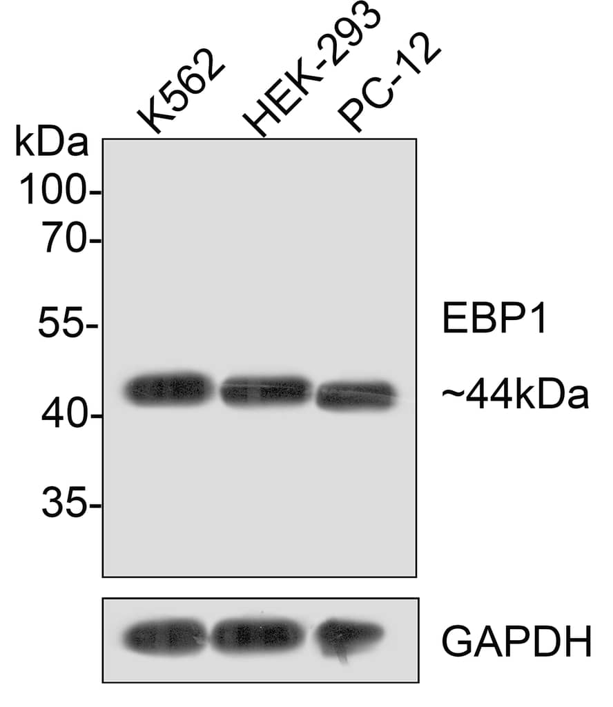 Western Blot: PA2G4/EBP1 Antibody (JE35-48) [NBP3-32288] - Western blot analysis of PA2G4/EBP1 on different lysates with Rabbit anti-PA2G4/EBP1 antibody (NBP3-32288) at 1/500 dilution. Lane 1: K562 cell lysate Lane 2: HEK-293 cell lysate Lane 3: PC-12 cell lysate Lysates/proteins at 10 ug/Lane. Predicted band size: 44 kDa Observed band size: 44 kDa Exposure time: 2 minutes; 10% SDS-PAGE gel. Proteins were transferred to a PVDF membrane and blocked with 5% NFDM/TBST for 1 hour at room temperature. The primary antibody (NBP3-32288) at 1/500 dilution was used in 5% NFDM/TBST at room temperature for 2 hours. Goat Anti-Rabbit IgG - HRP Secondary Antibody at 1:200,000 dilution was used for 1 hour at room temperature.