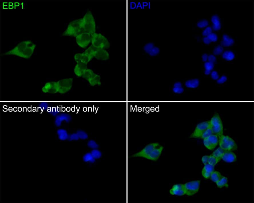 Immunocytochemistry/ Immunofluorescence: PA2G4/EBP1 Antibody (JE35-48) [NBP3-32288] - Immunocytochemistry analysis of 293 cells labeling PA2G4/EBP1 with Rabbit anti-PA2G4/EBP1 antibody (NBP3-32288) at 1/50 dilution. Cells were fixed in 4% paraformaldehyde for 10 minutes at 37 ℃, permeabilized with 0.05% Triton X-100 in PBS for 20 minutes, and then blocked with 2% negative goat serum for 30 minutes at room temperature. Cells were then incubated with Rabbit anti-PA2G4/EBP1 antibody (NBP3-32288) at 1/50 dilution in 2% negative goat serum overnight at 4 ℃. Goat Anti-Rabbit IgG H&L (iFluor™ 488) was used as the secondary antibody at 1/1,000 dilution. PBS instead of the primary antibody was used as the secondary antibody only control. Nuclear DNA was labelled in blue with DAPI.