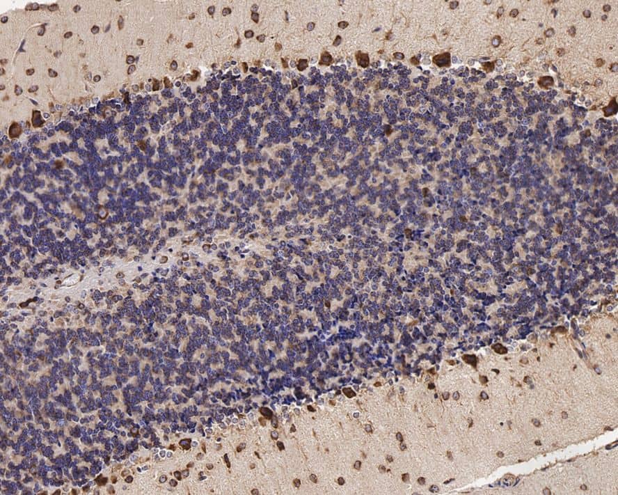 Immunohistochemistry: PA2G4/EBP1 Antibody (JE35-48) [NBP3-32288] - Immunohistochemical analysis of paraffin-embedded mouse cerebellum tissue with Rabbit anti-PA2G4/EBP1 antibody (NBP3-32288) at 1/1,000 dilution. The section was pre-treated using heat mediated antigen retrieval with Tris-EDTA buffer (pH 9.0) for 20 minutes. The tissues were blocked in 1% BSA for 20 minutes at room temperature, washed with ddH2O and PBS, and then probed with the primary antibody (NBP3-32288) at 1/1,000 dilution for 1 hour at room temperature. The detection was performed using an HRP conjugated compact polymer system. DAB was used as the chromogen. Tissues were counterstained with hematoxylin and mounted with DPX.