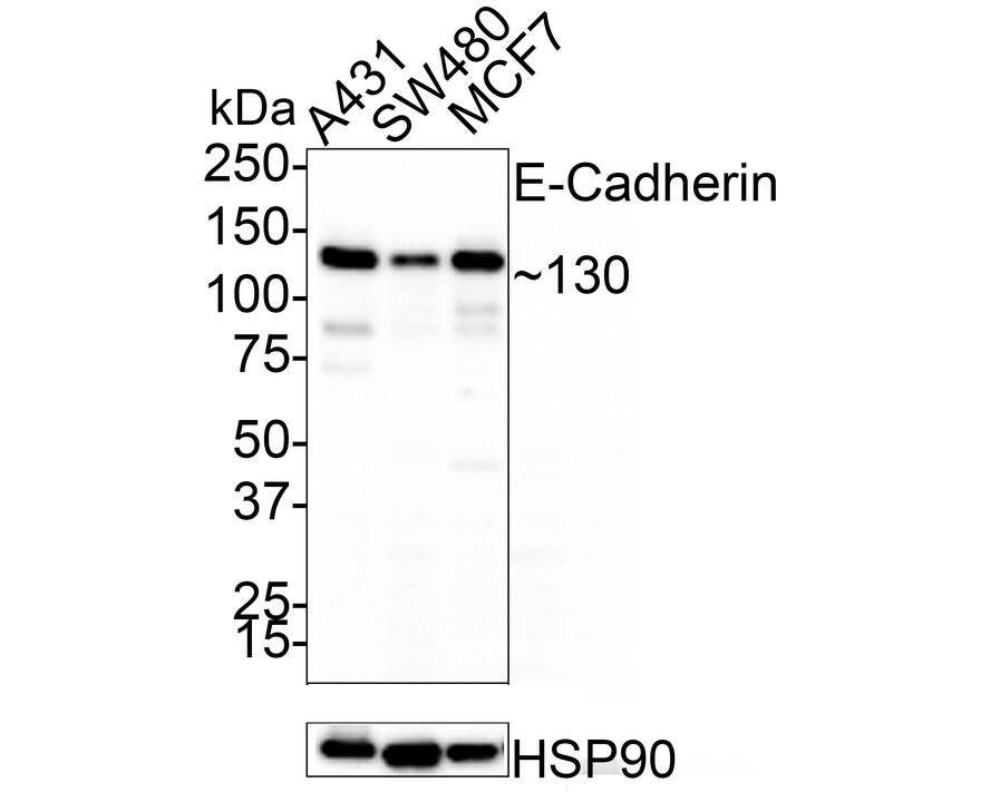 Western Blot: E-Cadherin Antibody (A0-G11-2-R) [NBP3-32289] - Western blot analysis of E-Cadherin on different lysates with Mouse anti-E-Cadherin antibody (NBP3-32289) at 1/1,000 dilution. Lane 1: A431 cell lysate Lane 2: SW480 cell lysate Lane 3: MCF7 cell lysate Lysates/proteins at 10 ug/Lane. Predicted band size: 97.5 kDa Observed band size: 130 kDa Exposure time: 20 seconds; 4-20% SDS-PAGE gel. Proteins were transferred to a PVDF membrane and blocked with 5% NFDM/TBST for 1 hour at room temperature. The primary antibody (NBP3-32289) at 1/500 dilution was used in 5% NFDM/TBST at room temperature for 2 hours. Goat Anti-Mouse IgG - HRP Secondary Antibody at 1:150,000 dilution was used for 1 hour at room temperature.