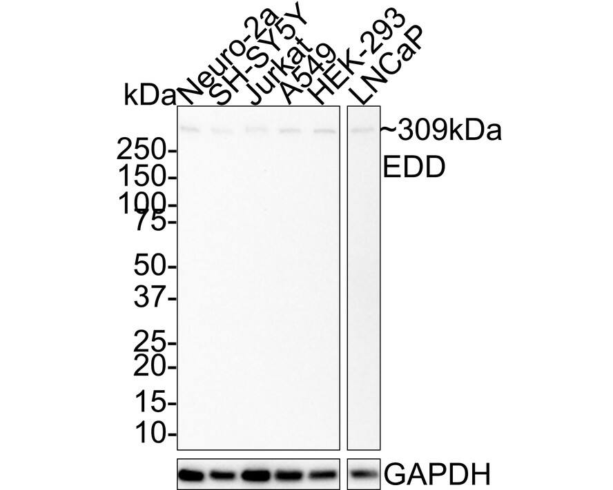 Western Blot UBR5/EDD Antibody (JE38-53)