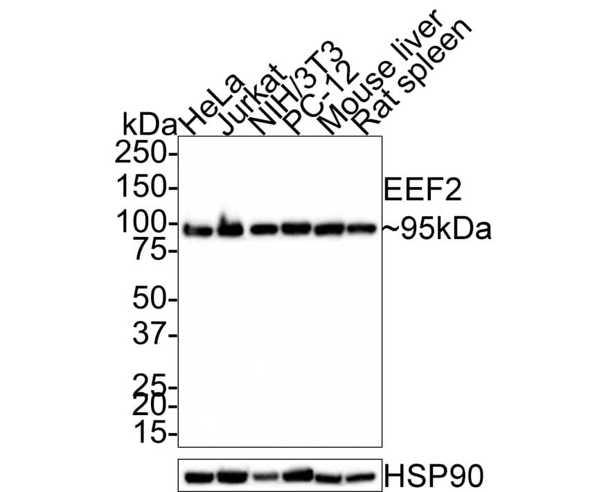 Western Blot: eEF-2 Antibody (JE32-57) [NBP3-32293] - Western blot analysis of eEF-2 on different lysates with Rabbit anti-eEF-2 antibody (NBP3-32293) at 1/1,000 dilution. Lane 1: HeLa cell lysate (20 ug/Lane) Lane 2: Jurkat cell lysate (20 ug/Lane) Lane 3: NIH/3T3 cell lysate (20 ug/Lane) Lane 4: PC-12 cell lysate (20 ug/Lane) Lane 5: Mouse liver tissue lysate (40 ug/Lane) Lane 6: Rat spleen tissue lysate (40 ug/Lane) Predicted band size: 95 kDa Observed band size: 95 kDa Exposure time: 8 seconds; 4-20% SDS-PAGE gel. Proteins were transferred to a PVDF membrane and blocked with 5% NFDM/TBST for 1 hour at room temperature. The primary antibody (NBP3-32293) at 1/1,000 dilution was used in 5% NFDM/TBST at room temperature for 2 hours. Goat Anti-Rabbit IgG - HRP Secondary Antibody at 1:100,000 dilution was used for 1 hour at room temperature.