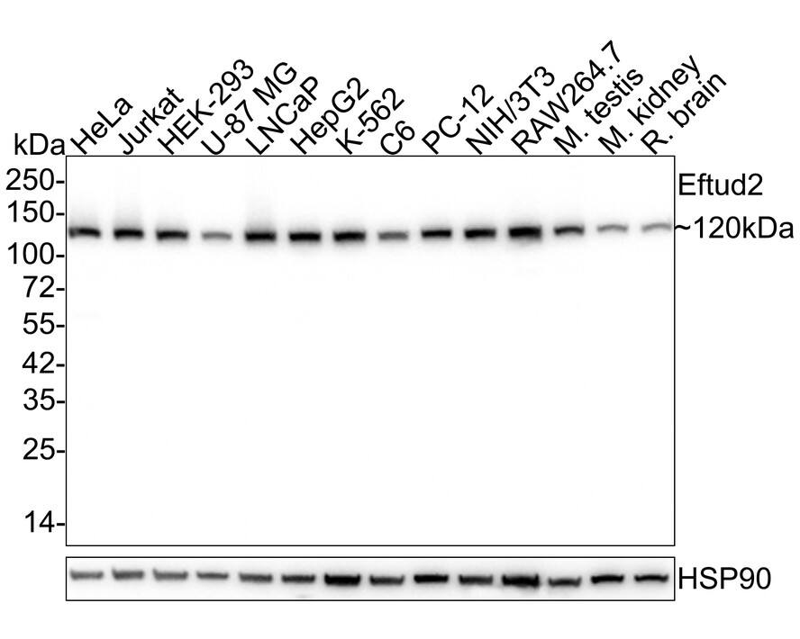 Western Blot EFTUD2 Antibody (1-D10-A1-R)