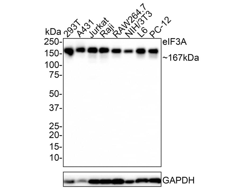 Western Blot: EIF3A Antibody (JE58-60) [NBP3-32297] - Western blot analysis of EIF3A on different lysates with Rabbit anti-EIF3A antibody (NBP3-32297) at 1/1,000 dilution. Lane 1: 293T cell lysate Lane 2: A431 cell lysate Lane 3: Jurkat cell lysate Lane 4: Raji cell lysate Lane 5: RAW264.7 cell lysate Lane 6: NIH/3T3 cell lysate Lane 7: L6 cell lysate Lane 8: PC-12 cell lysate Lysates/proteins at 15 ug/Lane. Predicted band size: 167 kDa Observed band size: 167 kDa Exposure time: 7seconds; 4-20% SDS-PAGE gel. Proteins were transferred to a PVDF membrane and blocked with 5% NFDM/TBST for 1 hour at room temperature. The primary antibody (NBP3-32297) at 1/1,000 dilution was used in 5% NFDM/TBST at room temperature for 2 hours. Goat Anti-Rabbit IgG - HRP Secondary Antibody at 1:100,000 dilution was used for 1 hour at room temperature.