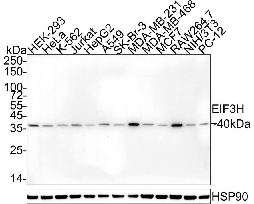 Western blot analysis on different lysates with NBP3-32298 at 1/2,000 dilution. Lane 1: HEK-293 cell lysate Lane 2: HeLa cell lysate Lane 3: K-562 cell lysate Lane 4: Jurkat cell lysate Lane 5: HepG2 cell lysate Lane 6: A549 cell lysate Lane 7: SK-Br-3 cell lysate Lane 8: MDA-MB-231 cell lysate Lane 9: MDA-MB-468 cell lysate Lane 10: MCF7 cell lysate Lane 11: RAW264.7 cell lysate Lane 12: NIH/3T3 cell lysate Lane 13: PC-12 cell lysate Lysates/proteins at 20 µg/Lane. Predicted band size: 40 kDa Observed band size: 40 kDa Exposure time: 3 minutes;  4-20% SDS-PAGE gel. Proteins were transferred to a PVDF membrane and blocked with 5% NFDM/TBST for 1 hour at room temperature. NBP3-32298 at 1/2,000 dilution was used in 5% NFDM/TBST at 4℃ overnight. Goat anti-Mouse IgG [HRP] at 1/50,000 dilution was used for 1 hour at room temperature.
