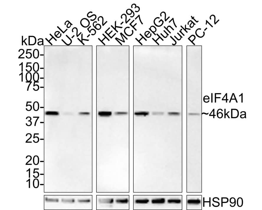 Western Blot: eIF4A1 Antibody (JE35-43) [NBP3-32299] - Western blot analysis of eIF4A1 on different lysates with Rabbit anti-eIF4A1 antibody (NBP3-32299) at 1/1,000 dilution. Lane 1: HeLa cell lysate Lane 2: U-2 OS cell lysate Lane 3: K-562 cell lysate Lane 4: HEK-293 cell lysate Lane 5: MCF7 cell lysate Lane 6: HepG2 cell lysate Lane 7: Huh7 cell lysate Lane 8: Jurkat cell lysate Lane 9: PC-12 cell lysate Lysates/proteins at 15 ug/Lane. Predicted band size: 46 kDa Observed band size: 46 kDa Exposure time: 3 minutes; 4-20% SDS-PAGE gel. Proteins were transferred to a PVDF membrane and blocked with 5% NFDM/TBST for 1 hour at room temperature. The primary antibody (NBP3-32299) at 1/1,000 dilution was used in 5% NFDM/TBST at room temperature for 2 hours. Goat Anti-Rabbit IgG - HRP Secondary Antibody at 1:100,000 dilution was used for 1 hour at room temperature.