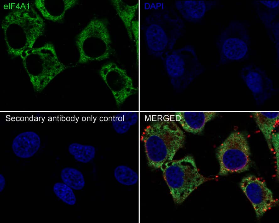 Immunocytochemistry/ Immunofluorescence: eIF4A1 Antibody (JE35-43) [NBP3-32299] - Immunocytochemistry analysis of HeLa cells labeling eIF4A1 with Rabbit anti-eIF4A1 antibody (NBP3-32299) at 1/100 dilution. Cells were fixed in 4% paraformaldehyde for 10 minutes at 37 ℃, permeabilized with 0.05% Triton X-100 in PBS for 20 minutes, and then blocked with 2% negative goat serum for 30 minutes at room temperature. Cells were then incubated with Rabbit anti-eIF4A1 antibody (NBP3-32299) at 1/100 dilution in 2% negative goat serum overnight at 4 ℃. Goat Anti-Rabbit IgG H&L (iFluor™ 488) was used as the secondary antibody at 1/1,000 dilution. Nuclear DNA was labelled in blue with DAPI. Beta tubulin (red) was stained at 1/200 dilution overnight at +4℃. Goat Anti-Mouse IgG H&L (iFluor™ 594) was used as the secondary antibody at 1/1,000 dilution.