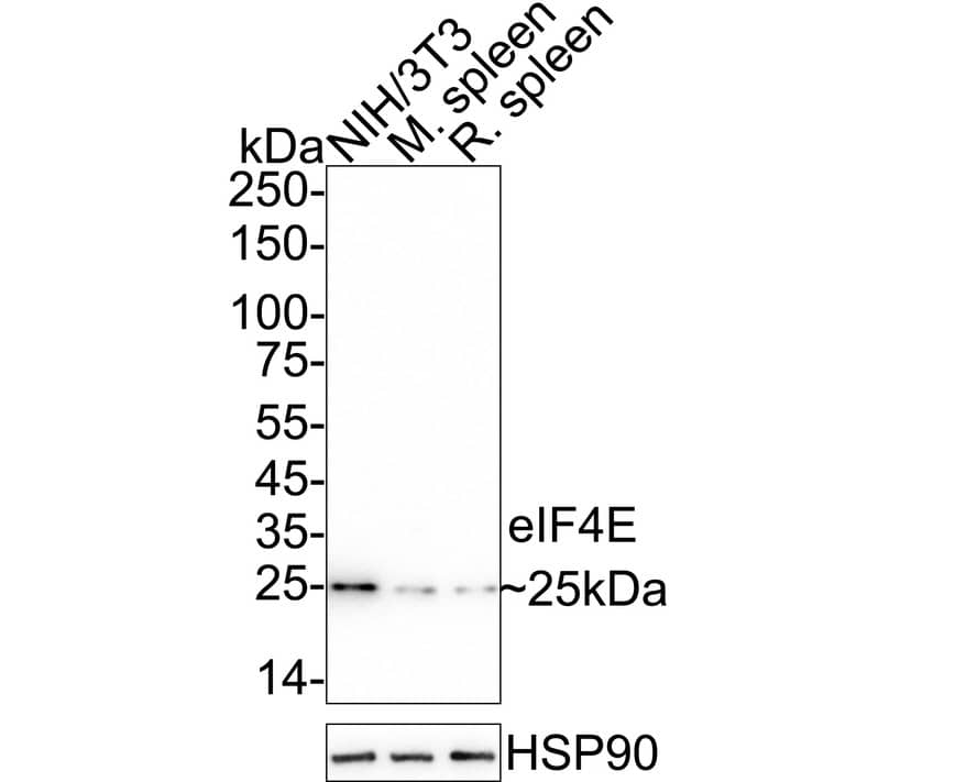 Western blot analysis on different lysates with NBP3-32302 at 1/2,000 dilution. Lane 1: NIH/3T3 cell lysate Lane 2: Mouse spleen tissue lysate Lane 3: Rat spleen tissue lysate Lysates/proteins at 20 µg/Lane. Predicted band size: 25 kDa Observed band size: 25 kDa Exposure time: 3 minutes;  4-20% SDS-PAGE gel. Proteins were transferred to a PVDF membrane and blocked with 5% NFDM/TBST for 1 hour at room temperature. NBP3-32302 at 1/2,000 dilution was used in 5% NFDM/TBST at 4℃ overnight. Goat Anti-Rabbit IgG [HRP] Secondary Antibody at 1/50,000 dilution was used for 1 hour at room temperature.
