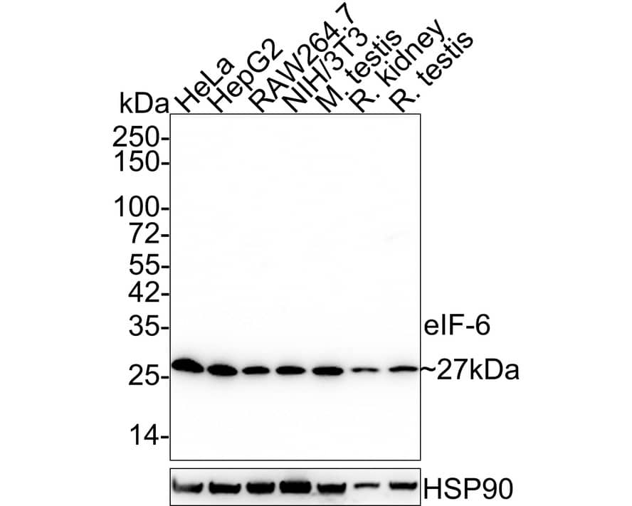 Western blot analysis on different lysates with NBP3-32303 at 1/1,000 dilution. Lane 1: HeLa cell lysate Lane 2: HepG2 cell lysate Lane 3: RAW264.7 cell lysate Lane 4: NIH/3T3 cell lysate Lane 5: Mouse testis tissue lysate Lane 6: Rat kidney tissue lysate Lane 7: Rat testis tissue lysate Lysates/proteins at 30 µg/Lane. Predicted band size: 27 kDa Observed band size: 27 kDa Exposure time: 30 seconds; 4-20% SDS-PAGE gel. Proteins were transferred to a PVDF membrane and blocked with 5% NFDM/TBST for 1 hour at room temperature. NBP3-32303 at 1/1,000 dilution was used in 5% NFDM/TBST at 4℃ overnight. Anti-Mouse IgG Secondary Antibody at 1/5,000 dilution was used for 1 hour at room temperature.