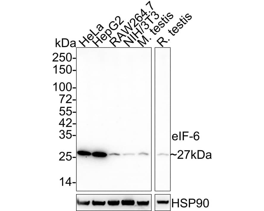 Western blot analysis on different lysates with NBP3-32304 at 1/1,000 dilution. Lane 1: HeLa cell lysate Lane 2: HepG2 cell lysate Lane 3: RAW264.7 cell lysate Lane 4: NIH/3T3 cell lysate Lane 5: Mouse testis tissue lysate Lane 6: Rat testis tissue lysate Lysates/proteins at 30 µg/Lane. Predicted band size: 27 kDa Observed band size: 27 kDa Exposure time: 5 minutes; 4-20% SDS-PAGE gel. Proteins were transferred to a PVDF membrane and blocked with 5% NFDM/TBST for 1 hour at room temperature. NBP3-32304 at 1/1,000 dilution was used in 5% NFDM/TBST at 4℃ overnight. Anti-Mouse IgG Secondary Antibody at 1/5,000 dilution was used for 1 hour at room temperature.