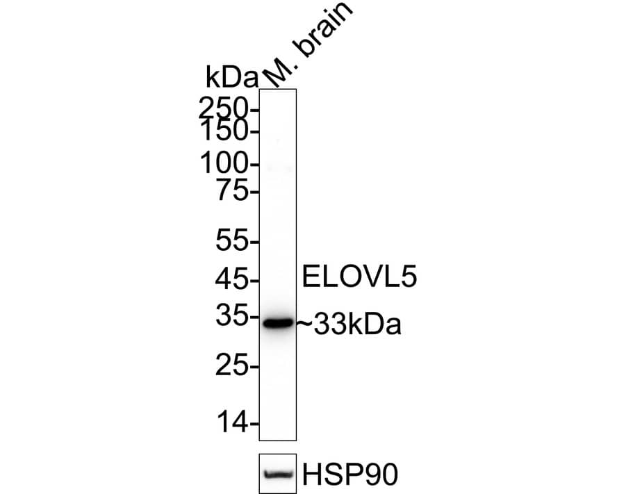 Western blot analysis of  mouse brain tissue lysates with NBP3-32305 at 1/5,000 dilution. Lysates/proteins at 40 µg/Lane. Predicted band size: 35 kDa Observed band size: 33 kDa Exposure time: 46 seconds; 4-20% SDS-PAGE gel. Proteins were transferred to a PVDF membrane and blocked with 5% NFDM/TBST for 1 hour at room temperature. NBP3-32305 at 1/5,000 dilution was used in primary antibody dilution (K1803) at 4℃ overnight. Goat Anti-Rabbit IgG [HRP] Secondary Antibody at 1/50,000 dilution was used for 1 hour at room temperature.