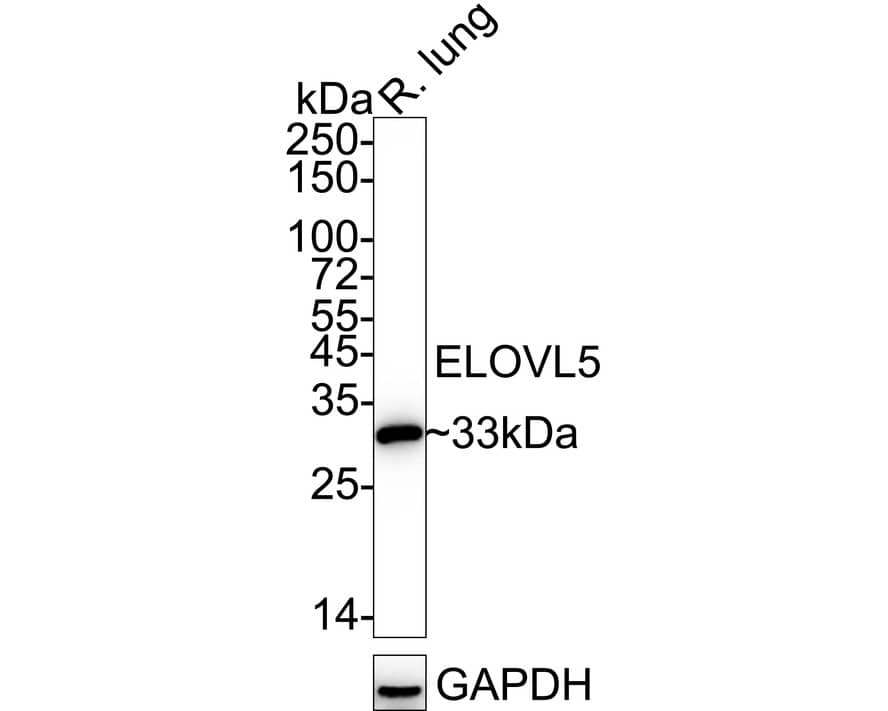 Western blot analysis of  rat lung tissue lysates with NBP3-32305 at 1/1,000 dilution. Lysates/proteins at 40 µg/Lane. Predicted band size: 35 kDa Observed band size: 33 kDa Exposure time: 4 seconds; 4-20% SDS-PAGE gel. Proteins were transferred to a PVDF membrane and blocked with 5% NFDM/TBST for 1 hour at room temperature. NBP3-32305 at 1/1,000 dilution was used in 5% NFDM/TBST at 4℃ overnight. Goat Anti-Rabbit IgG [HRP] Secondary Antibody at 1/50,000 dilution was used for 1 hour at room temperature.