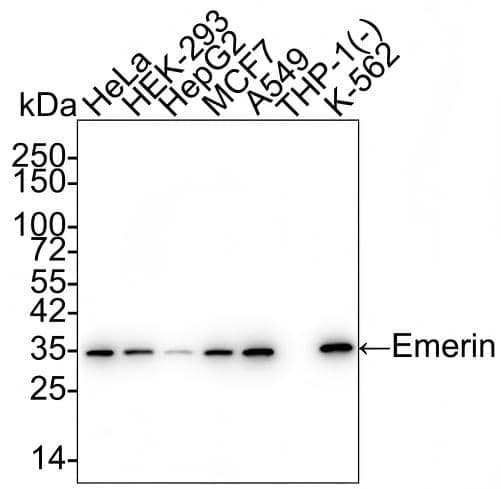 Western blot analysis on different lysates with NBP3-32308 at 1/5,000 dilution and competitor's antibody at 1/1,000 dilution. Lane 1: HeLa cell lysate Lane 2: HEK-293 cell lysate Lane 3: HepG2 cell lysate Lane 4: MCF7 cell lysate Lane 5: A549 cell lysate Lane 6: THP-1 cell lysate (negative) Lane 7: K-562 cell lysate Lysates/proteins at 15 µg/Lane. Predicted band size: 29 kDa Observed band size: 35 kDa Exposure time: 30 seconds;  4-20% SDS-PAGE gel. Proteins were transferred to a PVDF membrane and blocked with 5% NFDM/TBST for 1 hour at room temperature. NBP3-32308 at 1/5,000 dilution and competitor's antibody at 1/1,000 dilution were used in 5% NFDM/TBST at 4℃ overnight. Goat Anti-Rabbit IgG [HRP] Secondary Antibody at 1/50,000 dilution was used for 1 hour at room temperature.