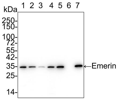 Western Blot: Emerin Antibody (PSH01-86) [NBP3-32308] - Western blot analysis of Emerin on different lysates with Rabbit anti-Emerin antibody (NBP3-32308) at 1/5,000 dilution. Lane 1: HeLa cell lysate Lane 2: HEK-293 cell lysate Lane 3: HepG2 cell lysate Lane 4: MCF7 cell lysate Lane 5: A549 cell lysate Lane 6: THP-1 cell lysate (negative) Lane 7: K-562 cell lysate Lysates/proteins at 15 µg/Lane. Predicted band size: 29 kDa Observed band size: 35 kDa Exposure time: 30 seconds; 4-20% SDS-PAGE gel. Proteins were transferred to a PVDF membrane and blocked with 5% NFDM/TBST for 1 hour at room temperature. The primary antibody at 1/5,000 dilution was used in 5% NFDM/TBST at 4℃ overnight. Goat Anti-Rabbit IgG - HRP Secondary Antibody at 1/50,000 dilution was used for 1 hour at room temperature.