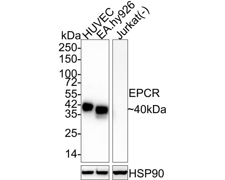 Western blot analysis on different lysates with NBP3-32311 at 1/1,000 dilution. Lane 1: HUVEC cell lysate Lane 2: EA.hy926 cell lysate Lane 3: Jurkat cell lysate (negative) Lysates/proteins at 20 µg/Lane. Predicted band size: 27 kDa Observed band size: 40 kDa Exposure time: 1 minute 2 seconds; 4-20% SDS-PAGE gel. Proteins were transferred to a PVDF membrane and blocked with 5% NFDM/TBST for 1 hour at room temperature. NBP3-32311 at 1/1,000 dilution was used in 5% NFDM/TBST at 4℃ overnight. Goat Anti-Rabbit IgG [HRP] Secondary Antibody at 1/50,000 dilution was used for 1 hour at room temperature.