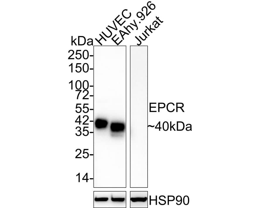 Western Blot: EPCR Antibody (PSH03-50) [NBP3-32311] - Western blot analysis of EPCR on different lysates with Rabbit anti-EPCR antibody (NBP3-32311) at 1/1,000 dilution. Lane 1: HUVEC cell lysate Lane 2: EA.hy926 cell lysate Lane 3: Jurkat cell lysate (negative) Lysates/proteins at 20 ug/Lane. Predicted band size: 27 kDa Observed band size: 40 kDa Exposure time: 1 minute 2 seconds; 4-20% SDS-PAGE gel. Proteins were transferred to a PVDF membrane and blocked with 5% NFDM/TBST for 1 hour at room temperature. The primary antibody (NBP3-32311) at 1/1,000 dilution was used in 5% NFDM/TBST at 4C overnight. Goat Anti-Rabbit IgG - HRP Secondary Antibody at 1/50,000 dilution was used for 1 hour at room temperature.