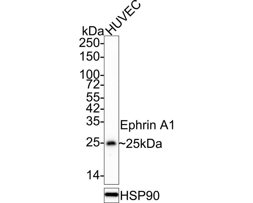 Western blot analysis of  HUVEC cell lysates with NBP3-32312 at 1/2,000 dilution. Lysates/proteins at 20 µg/Lane. Predicted band size: 24 kDa Observed band size: 25 kDa Exposure time: 3 minutes; 4-20% SDS-PAGE gel. Proteins were transferred to a PVDF membrane and blocked with 5% NFDM/TBST for 1 hour at room temperature. NBP3-32312 at 1/2,000 dilution was used in 5% NFDM/TBST at 4℃ overnight. Anti-Mouse IgG Secondary Antibody at 1/5,000 dilution was used for 1 hour at room temperature.