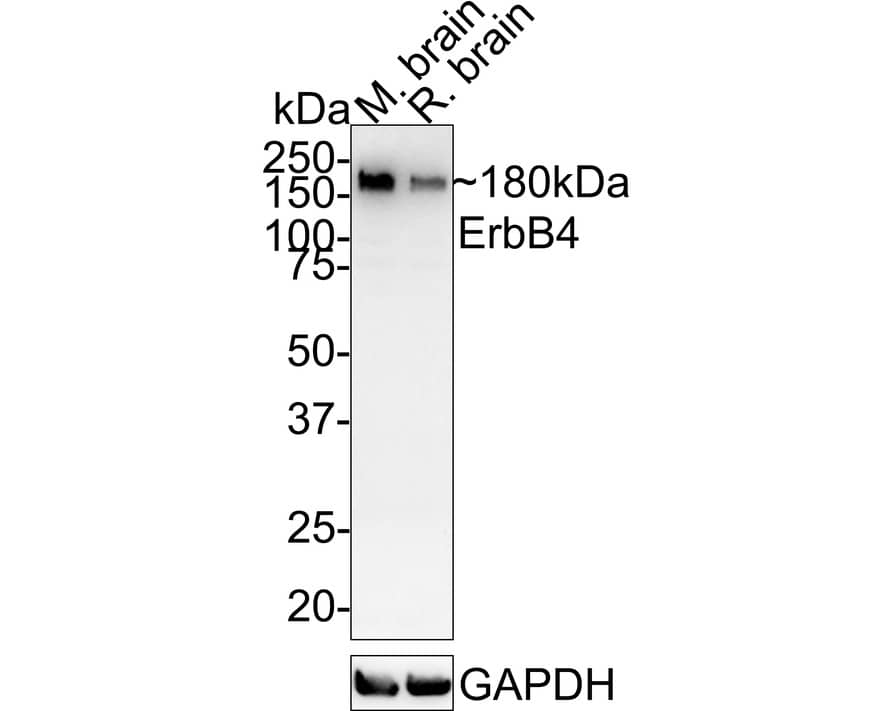 Western Blot: ErbB4/Her4 Antibody (JE59-43) [NBP3-32314] - Western blot analysis of ErbB4/Her4 on different lysates with Rabbit anti-ErbB4/Her4 antibody (NBP3-32314) at 1/1,000 dilution. Lane 1: Mouse brain tissue lysate Lane 2: Rat brain tissue lysate Lysates/proteins at 40 ug/Lane. Predicted band size: 147 kDa Observed band size: 180 kDa Exposure time: 5 minutes; 4-20% SDS-PAGE gel. Proteins were transferred to a PVDF membrane and blocked with 5% NFDM/TBST for 1 hour at room temperature. The primary antibody (NBP3-32314) at 1/1,000 dilution was used in 5% NFDM/TBST at room temperature for 2 hours. Goat Anti-Rabbit IgG - HRP Secondary Antibody at 1/100,000 dilution was used for 1 hour at room temperature.