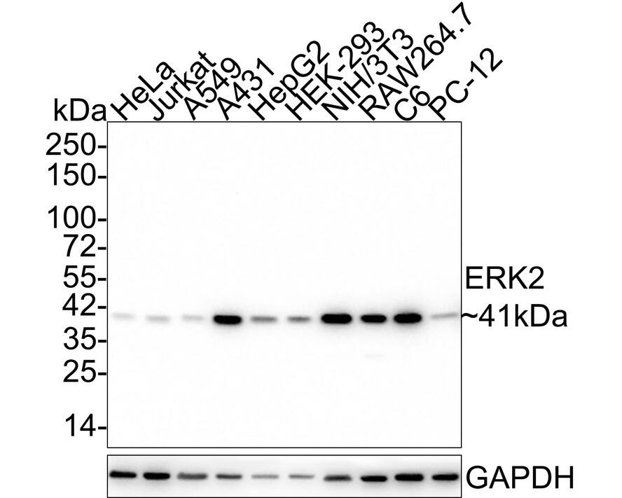 Western blot analysis on different lysates with NBP3-32317 at 1/1,000 dilution. Lane 1: HeLa cell lysate (20 µg/Lane) Lane 2: Jurkat cell lysate (20 µg/Lane) Lane 3: A549 cell lysate (20 µg/Lane) Lane 4: A431 cell lysate (20 µg/Lane) Lane 5: HepG2 cell lysate (20 µg/Lane) Lane 6: HEK-293 cell lysate (20 µg/Lane) Lane 7: NIH/3T3 cell lysate (20 µg/Lane) Lane 8: RAW264.7 cell lysate (20 µg/Lane) Lane 9: C6 cell lysate (20 µg/Lane) Lane 10: PC-12 cell lysate (20 µg/Lane) Predicted band size: 41 kDa Observed band size: 41 kDa Exposure time: 3 minutes; 4-20% SDS-PAGE gel. Proteins were transferred to a PVDF membrane and blocked with 5% NFDM/TBST for 1 hour at room temperature. NBP3-32317 at 1/1,000 dilution was used in 5% NFDM/TBST at 4℃ overnight. Alpaca Anti-Mouse IgG [HRP] Secondary Antibody at 1/5,000 dilution was used for 1 hour at room temperature.