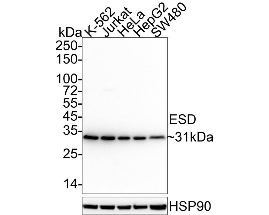 Western blot analysis on different lysates with NBP3-32319 at 1/1,000 dilution. Lane 1: K-562 cell lysate Lane 2: Jurkat cell lysate Lane 3: HeLa cell lysate Lane 4: HepG2 cell lysate Lane 5: SW480 cell lysate Lysates/proteins at 20 µg/Lane. Predicted band size: 31 kDa Observed band size: 31 kDa Exposure time: 1 minute 13 seconds; 4-20% SDS-PAGE gel. Proteins were transferred to a PVDF membrane and blocked with 5% NFDM/TBST for 1 hour at room temperature. NBP3-32319 at 1/1,000 dilution was used in 5% NFDM/TBST at 4℃ overnight. Goat anti-Mouse IgG [HRP] at 1/50,000 dilution was used for 1 hour at room temperature.