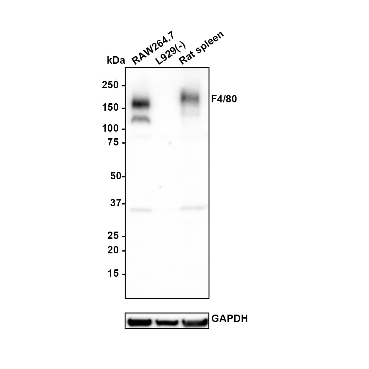Western blot analysis on different lysates with NBP3-32323 at 1/1,000 dilution. Lane 1: RAW264.7 cell lysate (no heat) (20 µg/Lane) Lane 2: L929 cell lysate (no heat) (negative) (20 µg/Lane) Lane 3: Rat spleen tissue lysate (70℃ heat) (40 µg/Lane) Notice: no heat means the lysate is not boiled. Predicted band size: 102 kDa Observed band size: 160 kDa Exposure time: 2 minutes; 4-20% SDS-PAGE gel. Proteins were transferred to a PVDF membrane and blocked with 5% NFDM/TBST for 1 hour at room temperature. NBP3-32323 at 1/1,000 dilution was used in 5% NFDM/TBST at 4℃ overnight. Goat Anti-Rabbit IgG [HRP] Secondary Antibody at 1:100,000 dilution was used for 1 hour at room temperature.