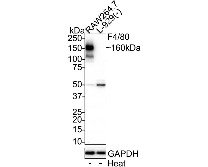 Western blot analysis on different lysates with NBP3-32324 at 1/1,000 dilution. Lane 1: RAW264.7 cell lysate (no heat) (20 µg/Lane) Lane 2: L-929 cell lysate (no heat) (negative) (20 µg/Lane) Notice: no heat means the lysate is not boiled. Predicted band size: 102 kDa Observed band size: 160 kDa Exposure time: 5 minutes; 4-20% SDS-PAGE gel. Proteins were transferred to a PVDF membrane and blocked with 5% NFDM/TBST for 1 hour at room temperature. NBP3-32324 at 1/1,000 dilution was used in 5% NFDM/TBST at 4℃ overnight. Goat Anti-Rabbit IgG [HRP] Secondary Antibody at 1/50,000 dilution was used for 1 hour at room temperature.