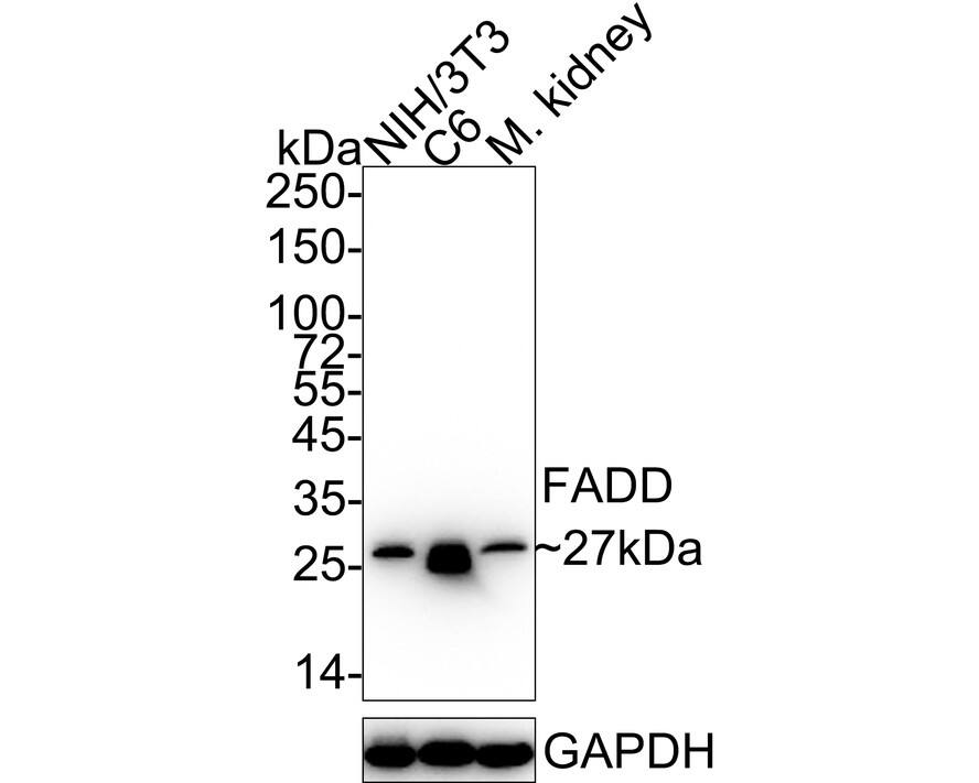 Western blot analysis on different lysates with NBP3-32327 at 1/1,000 dilution. Lane 1: NIH/3T3 cell lysate (10 µg/Lane) Lane 2: C6 cell lysate (10 µg/Lane) Lane 3: Mouse kidney tissue lysate (20 µg/Lane) Predicted band size: 23 kDa Observed band size: 27 kDa Exposure time: 30 seconds;  4-20% SDS-PAGE gel. Proteins were transferred to a PVDF membrane and blocked with 5% NFDM/TBST for 1 hour at room temperature. NBP3-32327 at 1/1,000 dilution was used in 5% NFDM/TBST at 4℃ overnight. Goat Anti-Rabbit IgG [HRP] Secondary Antibody at 1/50,000 dilution was used for 1 hour at room temperature.