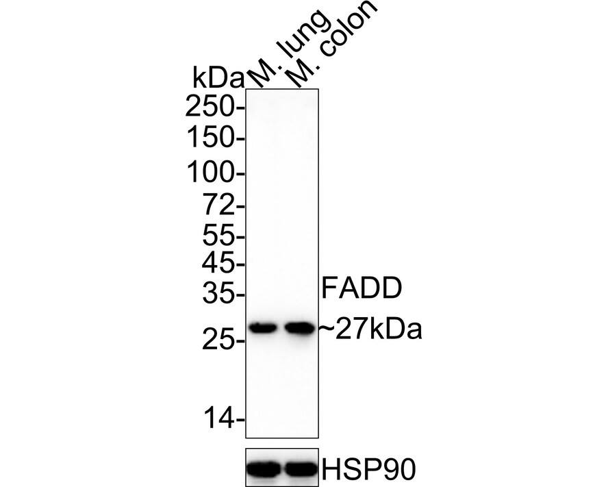 Western blot analysis on different lysates with NBP3-32327 at 1/1,000 dilution. Lane 1: Mouse lung tissue lysate Lane 2: Mouse colon tissue lysate Lysates/proteins at 40 µg/Lane. Predicted band size: 23 kDa Observed band size: 27 kDa Exposure time: 3 minutes;  4-20% SDS-PAGE gel. Proteins were transferred to a PVDF membrane and blocked with 5% NFDM/TBST for 1 hour at room temperature. NBP3-32327 at 1/1,000 dilution was used in 5% NFDM/TBST at 4℃ overnight. Goat Anti-Rabbit IgG [HRP] Secondary Antibody at 1/50,000 dilution was used for 1 hour at room temperature.