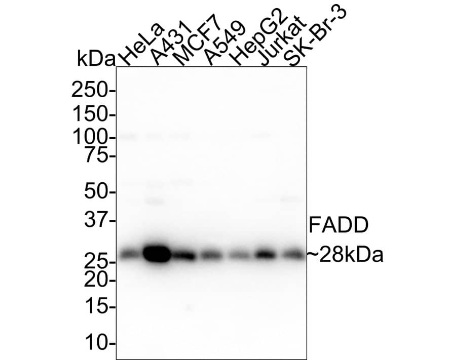 Western blot analysis on different lysates with NBP3-32329 at 1/1,000 dilution. Lane 1: HeLa cell lysate Lane 2: A431 cell lysate Lane 3: MCF7 cell lysate Lane 4: A549 cell lysate Lane 5: HepG2 cell lysate Lane 6: Jurkat cell lysate Lane 7: SK-Br-3 cell lysate Lysates/proteins at 40 µg/Lane. Predicted band size: 23 kDa Observed band size: 28 kDa Exposure time: 1 minute 40 seconds; 4-20% SDS-PAGE gel. Proteins were transferred to a PVDF membrane and blocked with 5% NFDM/TBST for 1 hour at room temperature. NBP3-32329 at 1/1,000 dilution was used in 5% NFDM/TBST at 4℃ overnight. Goat Anti-Rabbit IgG [HRP] Secondary Antibody at 1:100,000 dilution was used for 1 hour at room temperature.