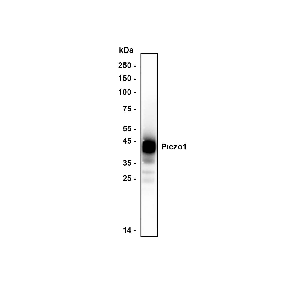 Western blot analysis of  Human Piezo1 recombinant protein with NBP3-32331 at 1/20,000 dilution. Lysates/proteins at 50 ng/Lane. Exposure time: 17 seconds Blocking: 5% NFDM/TBST, 1 hour at room temperature Primary antibody: NBP3-32331, 1/20,000 in primary antibody dilution buffer, overnight at 4 ℃ Secondary antibody: Goat Anti-Mouse IgG [HRP], 1/50,000 in 5% NFDM/TBST, 1 hour at room temperature Predicted MW: 286.8 kDa Observed MW: 40 kDa