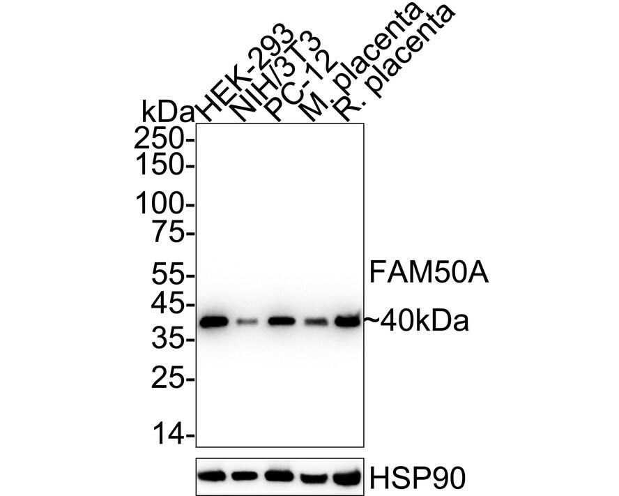 Western Blot FAM50A Antibody (JE65-21)