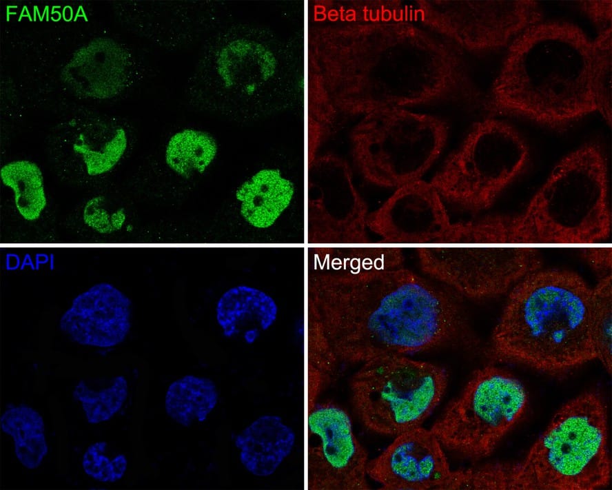 Immunocytochemistry/ Immunofluorescence: FAM50A Antibody (JE65-21) [NBP3-32332] - Immunocytochemistry analysis of NCI-H441 cells labeling FAM50A with Rabbit anti-FAM50A antibody (NBP3-32332) at 1/50 dilution. Cells were fixed in 4% paraformaldehyde for 10 minutes at 37 ℃, permeabilized with 0.05% Triton X-100 in PBS for 20 minutes, and then blocked with 2% negative goat serum for 30 minutes at room temperature. Cells were then incubated with Rabbit anti-FAM50A antibody (NBP3-32332) at 1/50 dilution in 2% negative goat serum overnight at 4 ℃. Goat Anti-Rabbit IgG H&L (Alexa Fluor® 488) was used as the secondary antibody at 1/1,000 dilution. Nuclear DNA was labelled in blue with DAPI. Beta tubulin (red) was stained at 1/200 dilution overnight at +4℃. Goat Anti-Mouse IgG H&L (iFluor™ 647) were used as the secondary antibody at 1/1,000 dilution.