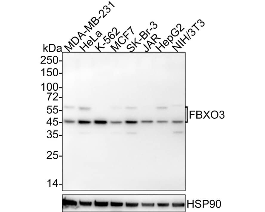 Western Blot: FBXO3 Antibody (PSH04-09) [NBP3-32334] - Western blot analysis of FBXO3 on different lysates with Rabbit anti-FBXO3 antibody (NBP3-32334) at 1/2,000 dilution. Lane 1: MDA-MB-231 cell lysate Lane 2: HeLa cell lysate Lane 3: K-562 cell lysate Lane 4: MCF7 cell lysate Lane 5: SK-Br-3 cell lysate Lane 6: JAR cell lysate Lane 7: HepG2 cell lysate Lane 8: NIH/3T3 cell lysate Lysates/proteins at 20 ug/Lane. Predicted band size: 55 kDa Observed band size: 55/48 kDa Exposure time: 1 minute 18 seconds; 4-20% SDS-PAGE gel. Proteins were transferred to a PVDF membrane and blocked with 5% NFDM/TBST for 1 hour at room temperature. The primary antibody (NBP3-32334) at 1/2,000 dilution was used in 5% NFDM/TBST at 4C overnight. Goat Anti-Rabbit IgG - HRP Secondary Antibody at 1/50,000 dilution was used for 1 hour at room temperature.