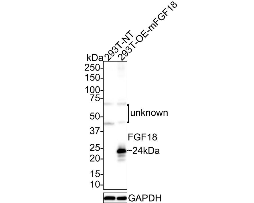 Western blot analysis on different lysates with NBP3-32337 at 1/1,000 dilution. Lane 1: 293T whole cell lysate Lane 2: 293T overexpress mouse FGF18 whole cell lysate Lysates/proteins at 20 µg/Lane. Predicted band size: 24 kDa Observed band size: 24 kDa Exposure time: 15 seconds; 4-20% SDS-PAGE gel. Proteins were transferred to a PVDF membrane and blocked with 5% NFDM/TBST for 1 hour at room temperature. NBP3-32337 at 1/1,000 dilution was used in 5% NFDM/TBST at room temperature for 2 hours. Goat Anti-Rabbit IgG [HRP] Secondary Antibody at 1:100,000 dilution was used for 1 hour at room temperature.
