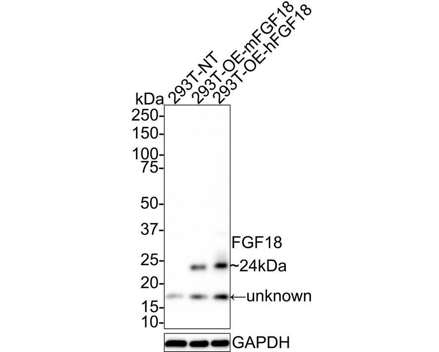 Western blot analysis on different lysates with NBP3-32338 at 1/1,000 dilution. Lane 1: 293T whole cell lysate Lane 2: 293T overexpress mouse FGF18 whole cell lysate Lane 3: 293T overexpress human FGF18 whole cell lysate Lysates/proteins at 20 µg/Lane. Predicted band size: 24 kDa Observed band size: 24 kDa Exposure time: 2 minutes; 4-20% SDS-PAGE gel. Proteins were transferred to a PVDF membrane and blocked with 5% NFDM/TBST for 1 hour at room temperature. NBP3-32338 at 1/1,000 dilution was used in 5% NFDM/TBST at room temperature for 2 hours. Goat Anti-Rabbit IgG [HRP] Secondary Antibody at 1:100,000 dilution was used for 1 hour at room temperature.