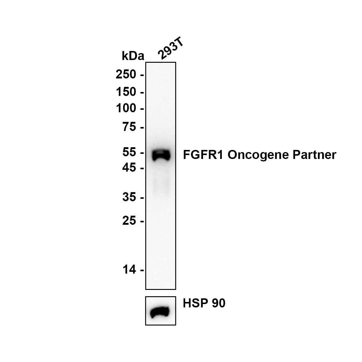 Western blot analysis on different lysates with NBP3-32339 at 1/1,000 dilution. Lane 1: 293T (Human embryonic kidney cell) cell lysate Lysates/proteins at 20 µg/Lane. Exposure time: 60 seconds Blocking: 5% NFDM/TBST, 1 hour at room temperature Primary antibody: NBP3-32339, 1/1,000 in primary antibody dilution buffer, overnight at 4 ℃ Secondary antibody: Goat Anti-Rabbit IgG [HRP] Secondary Antibody, 1/50,000 in 5% NFDM/TBST, 1 hour at room temperature Predicted band size: 43.1 kDa Observed band size: 53 kDa