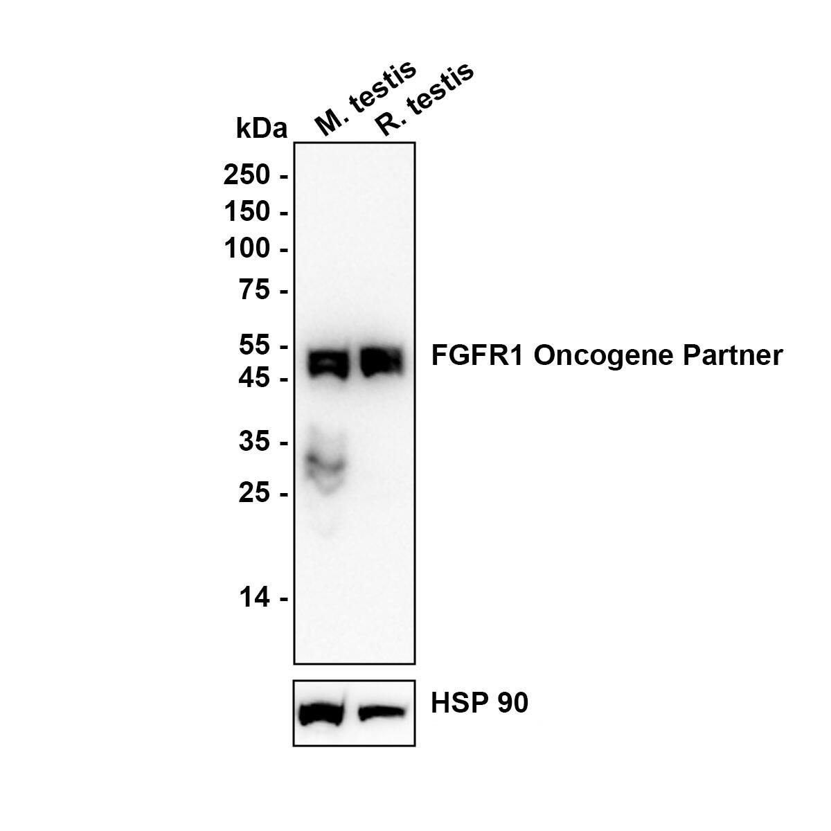 Western blot analysis on different lysates with NBP3-32339 at 1/1,000 dilution. Lane 1: Mouse testis tissue lysate Lane 2: Rat testis tissue lysate Lysates/proteins at 30 µg/Lane. Exposure time: 60 seconds Blocking: 5% NFDM/TBST, 1 hour at room temperature Primary antibody: NBP3-32339, 1/1,000 in primary antibody dilution buffer, overnight at 4 ℃ Secondary antibody: Goat Anti-Rabbit IgG [HRP] Secondary Antibody, 1/50,000 in 5% NFDM/TBST, 1 hour at room temperature Predicted band size: 43.1 kDa Observed band size: 53 kDa