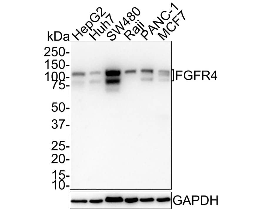 Western Blot: FGFR4 Antibody (JE59-96) [NBP3-32340] - Western blot analysis of FGFR4 on different lysates with Rabbit anti-FGFR4 antibody (NBP3-32340) at 1/1,000 dilution. Lane 1: HepG2 cell lysate Lane 2: Huh7 cell lysate Lane 3: SW480 cell lysate Lane 4: Raji cell lysate Lane 5: PANC-1 cell lysate Lane 6: MCF7 cell lysate Lysates/proteins at 20 ug/Lane. Predicted band size: 88 kDa Observed band size: 88/110 kDa Exposure time: 5 minutes; 4-20% SDS-PAGE gel. Proteins were transferred to a PVDF membrane and blocked with 5% NFDM/TBST for 1 hour at room temperature. The primary antibody (NBP3-32340) at 1/1,000 dilution was used in 5% NFDM/TBST at 4C overnight. Goat Anti-Rabbit IgG - HRP Secondary Antibody at 1:100,000 dilution was used for 1 hour at room temperature.