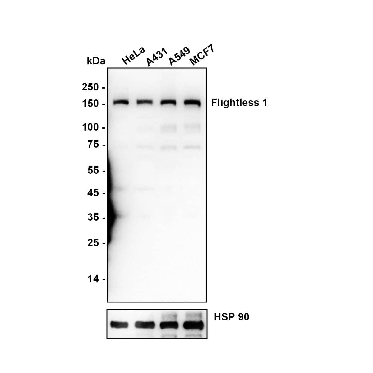 Western blot analysis on different lysates with NBP3-32341 at 1/10,000 dilution. Lane 1: HeLa (Human cervical adenocarcinoma cell) cell lysate Lane 2: A431 (Human epidermoid carcinoma skin squamous cell) cell lysate Lane 3: A549 (Human lung adenocarcinoma cell) cell lysate Lane 4: MCF7 (Human breast cancer cell) cell lysate Lysates/proteins at 15 µg/Lane. Exposure time: 20 seconds Blocking: 5% NFDM/TBST, 1 hour at room temperature Primary antibody: NBP3-32341, 1/10,000 in primary antibody dilution buffer, overnight at 4 ℃ Secondary antibody: Goat Anti-Rabbit IgG [HRP] Secondary Antibody, 1/50,000 in 5% NFDM/TBST, 1 hour at room temperature Predicted band size: 145 kDa Observed band size: 145 kDa