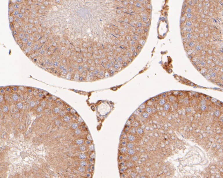 Immunohistochemistry: Flightless I Antibody [NBP3-32341] - Immunohistochemical analysis of paraffin-embedded rat testis tissue using anti-Flightless I antibody. The section was pre-treated using heat mediated antigen retrieval with sodium citrate buffer (pH 6.0) for 20 minutes. The tissues were blocked in 5% BSA for 30 minutes at room temperature, washed with ddH2O and PBS, and then probed with the primary antibody (NBP3-32341, 1/400) for 30 minutes at room temperature. The detection was performed using an HRP conjugated compact polymer system. DAB was used as the chromogen. Tissues were counterstained with hematoxylin and mounted with DPX.