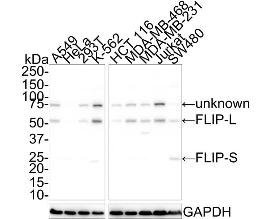 Western Blot: FLIP Antibody (PSH01-95) [NBP3-32342] - Western blot analysis of FLIP on different lysates with Rabbit anti-FLIP antibody (NBP3-32342) at 1/1,000 dilution. Lane 1: A549 cell lysate Lane 2: HeLa cell lysate Lane 3: 293T cell lysate Lane 4: K-562 cell lysate Lane 5: HCT 116 cell lysate Lane 6: MDA-MB-468 cell lysate Lane 7: MDA-MB-231 cell lysate Lane 8: Jurkat cell lysate Lane 9: SW480 cell lysate Lysates/proteins at 20 ug/Lane. Predicted band size: 55 kDa Observed band size: 55/25 kDa Exposure time: 5 minutes; 4-20% SDS-PAGE gel. Proteins were transferred to a PVDF membrane and blocked with 5% NFDM/TBST for 1 hour at room temperature. The primary antibody (NBP3-32342) at 1/1,000 dilution was used in 5% NFDM/TBST at 4C overnight. Goat Anti-Rabbit IgG - HRP Secondary Antibody at 1/50,000 dilution was used for 1 hour at room temperature.