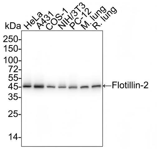 Western blot analysis on different lysates with NBP3-32343 at 1/5,000 dilution and competitor's antibody at 1/2,000 dilution. Lane 1: HeLa cell lysate (15 µg/Lane) Lane 2: A431 cell lysate (15 µg/Lane) Lane 3: COS-1 cell lysate (15 µg/Lane) Lane 4: NIH/3T3 cell lysate (15 µg/Lane) Lane 5: PC-12 cell lysate (15 µg/Lane) Lane 6: Mouse lung tissue lysate (30 µg/Lane) Lane 7: Rat lung tissue lysate (30 µg/Lane) Predicted band size: 47 kDa Observed band size: 47 kDa Exposure time: Lane 1-7 (left): 6 seconds; Lane 1-7 (right): 50 seconds;  4-20% SDS-PAGE gel. Proteins were transferred to a PVDF membrane and blocked with 5% NFDM/TBST for 1 hour at room temperature. NBP3-32343 at 1/5,000 dilution and competitor's antibody at 1/2,000 dilution were used in 5% NFDM/TBST at 4℃ overnight. Goat Anti-Rabbit IgG [HRP] Secondary Antibody at 1/50,000 dilution was used for 1 hour at room temperature.
