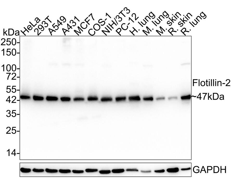 Western blot analysis on different lysates with NBP3-32343 at 1/2,000 dilution. Lane 1: HeLa cell lysate (30 µg/Lane) Lane 2: 293T cell lysate (30 µg/Lane) Lane 3: A549 cell lysate (30 µg/Lane) Lane 4: A431 cell lysate (30 µg/Lane) Lane 5: MCF7 cell lysate (30 µg/Lane) Lane 6: COS-1 cell lysate (30 µg/Lane) Lane 7: NIH/3T3 cell lysate (30 µg/Lane) Lane 8: PC-12 cell lysate (30 µg/Lane) Lane 9: Human lung tissue lysate (30 µg/Lane) Lane 10: Mouse lung tissue lysate (30 µg/Lane) Lane 11: Mouse skin tissue lysate (hot lysis) (30 µg/Lane) Lane 12: Rat skin tissue lysate (30 µg/Lane) Lane 13: Rat lung tissue lysate (30 µg/Lane) Predicted band size: 47 kDa Observed band size: 47 kDa Exposure time: 20 seconds;  4-20% SDS-PAGE gel. Proteins were transferred to a PVDF membrane and blocked with 5% NFDM/TBST for 1 hour at room temperature. NBP3-32343 at 1/2,000 dilution was used in 5% NFDM/TBST at 4℃ overnight. Goat Anti-Rabbit IgG [HRP] Secondary Antibody at 1/50,000 dilution was used for 1 hour at room temperature.